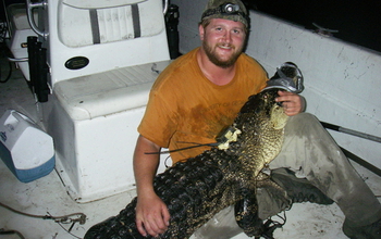 Man holding female alligator recaptured